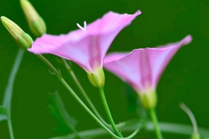 娇小柔弱，花色艳丽（八首牵牛花唯美古诗词）