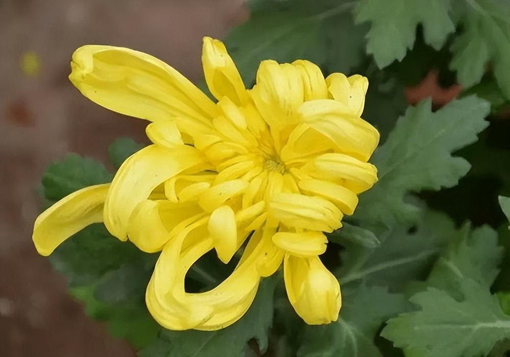 重阳节登高，菊花须插满头归（菊花古诗词十大名句）