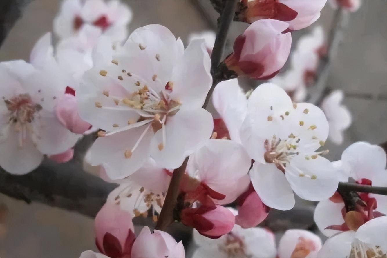 杏花经典诗词大全（二十首杏花古诗句）