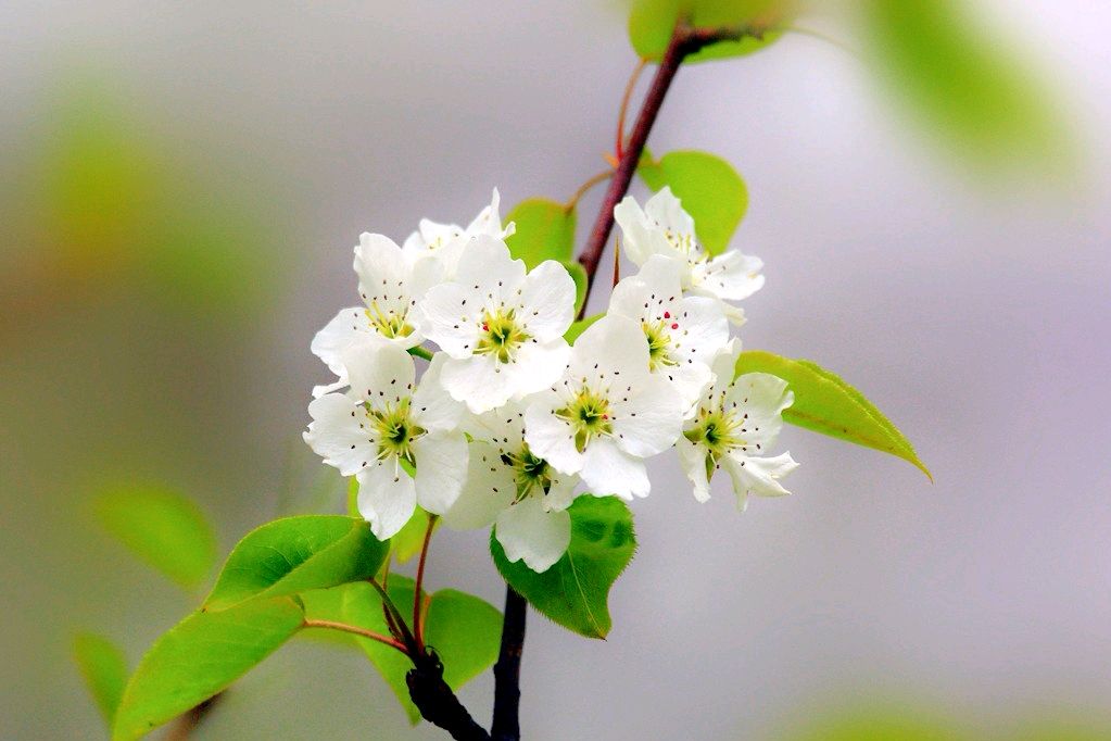 梨花经典诗词集锦大全（四首梨花经典诗词）