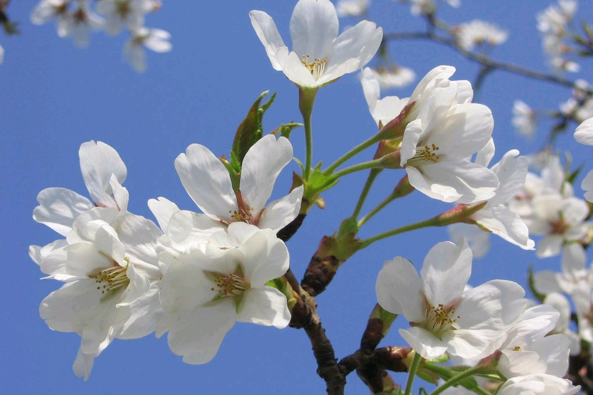 梨花经典诗词集锦大全（四首梨花经典诗词）