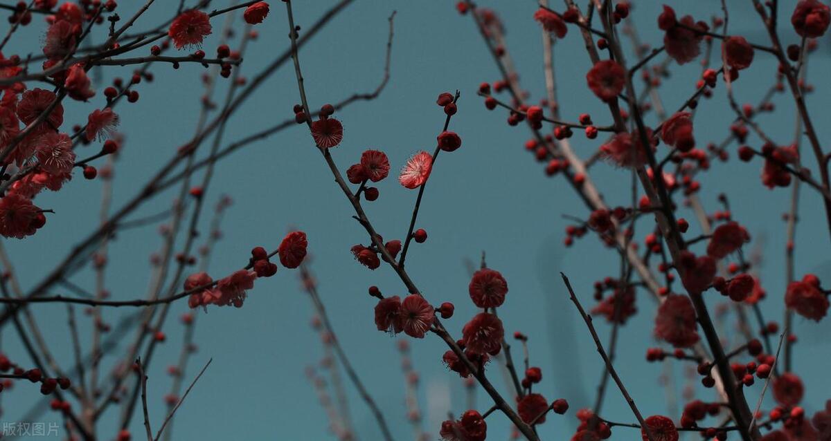 落梅花唯美古诗大全（五首落梅诗词唯美）