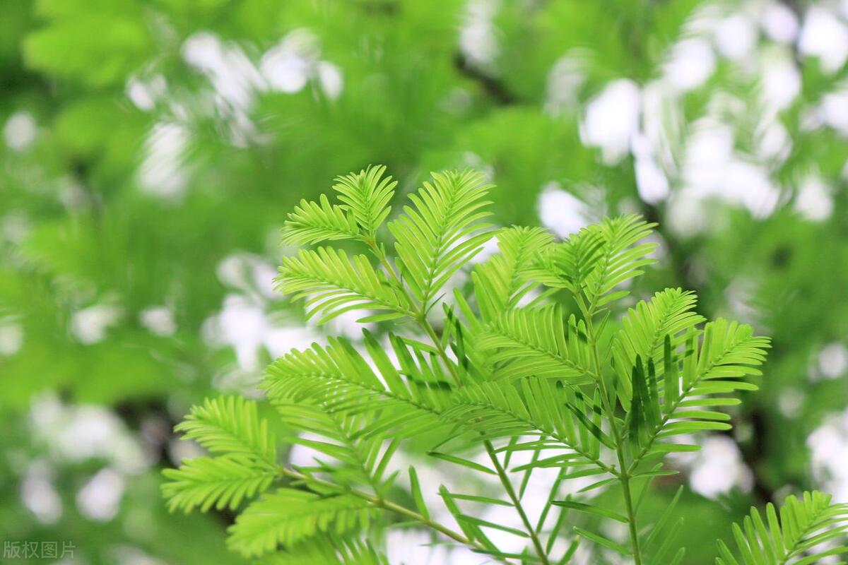 赞美初夏唯美的诗句（六首初夏诗词唯美）