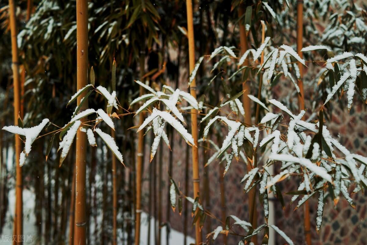 落雪清寒的冬天古诗（六首冬日诗词经典）