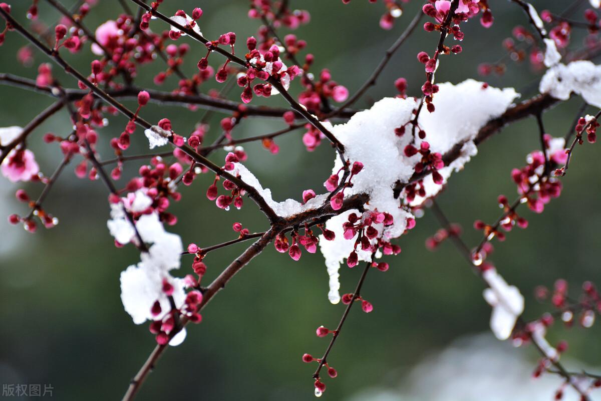 落雪清寒的冬天古诗（六首冬日诗词经典）