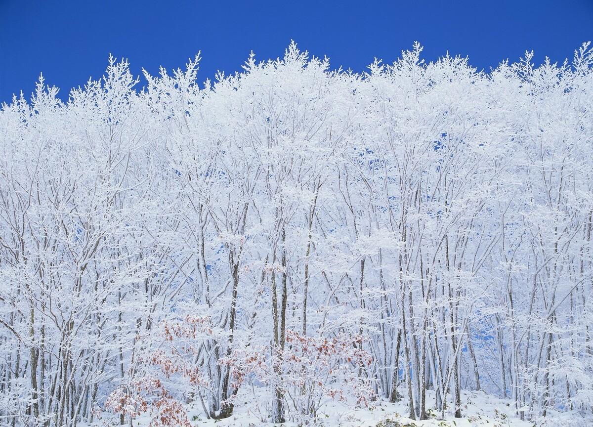 万千情绪，且寄诗词（四首经典冬雪诗词）