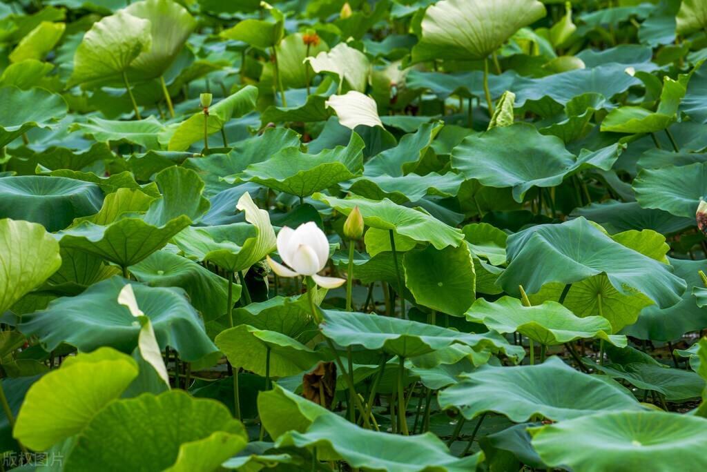 平淡诗词古句有哪些（七首平淡的诗词经典）