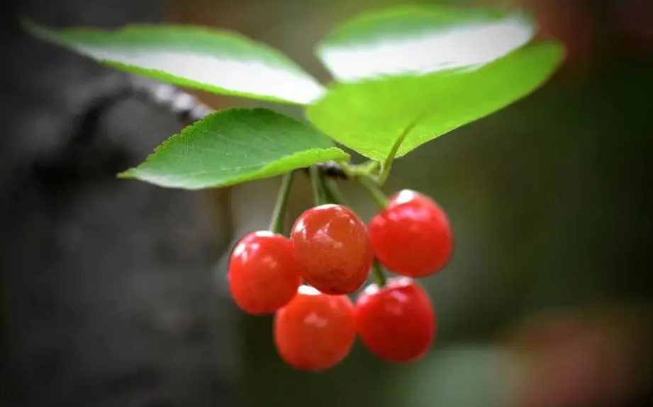 有关樱桃的诗词经典（春果第一枝，樱桃红满枝）