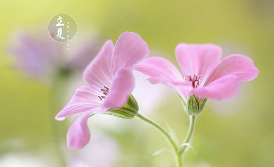 风暖昼长，万物繁茂（有关立夏的经典诗词）