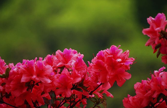 杜鹃花开，漫山红遍（12首有关杜鹃花的诗词）