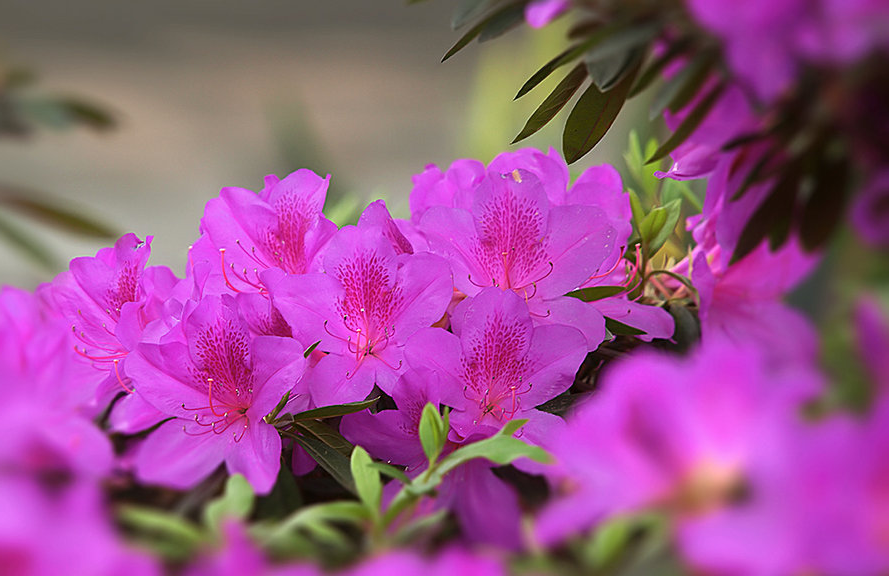 杜鹃花开，漫山红遍（12首有关杜鹃花的诗词）