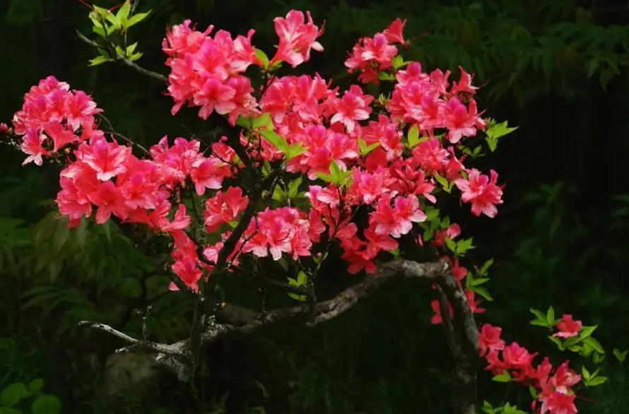 杜鹃花开，漫山红遍（12首有关杜鹃花的诗词）