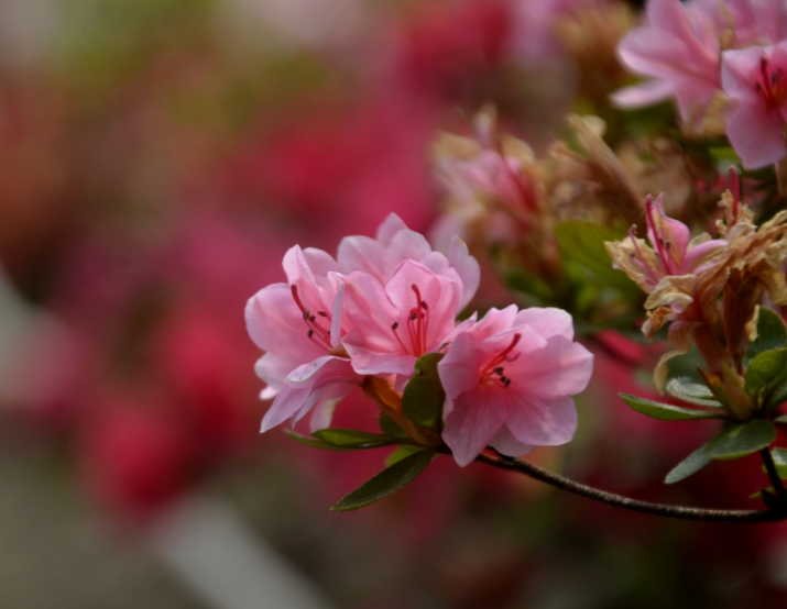 杜鹃花开，漫山红遍（12首有关杜鹃花的诗词）