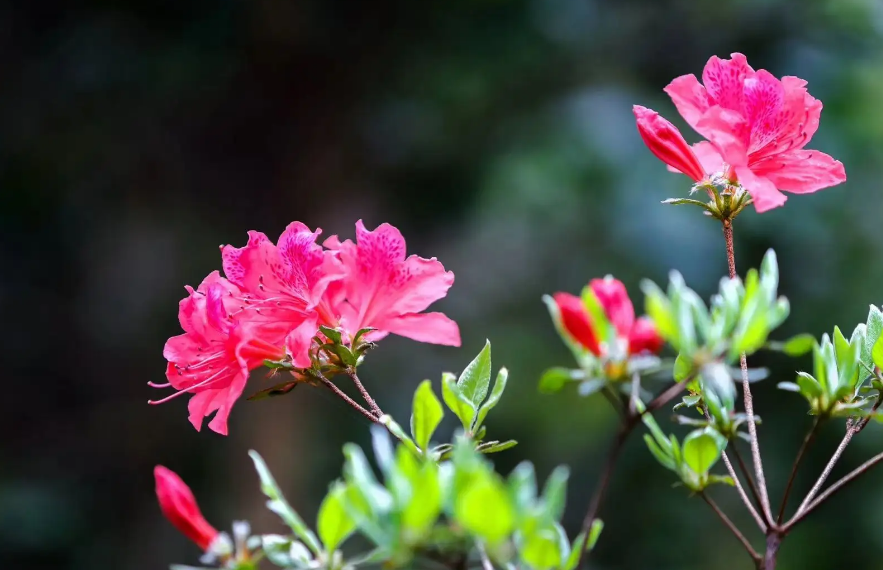 杜鹃花开，漫山红遍（12首有关杜鹃花的诗词）