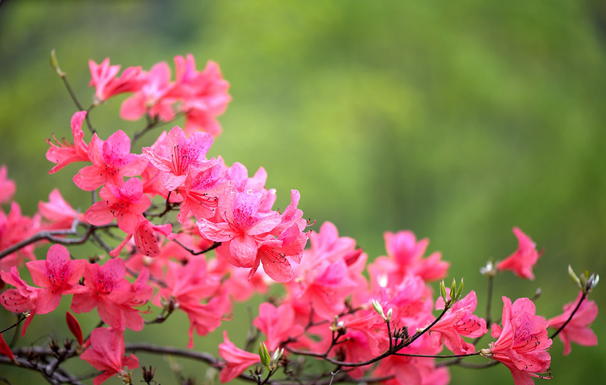 杜鹃花开，漫山红遍（12首有关杜鹃花的诗词）