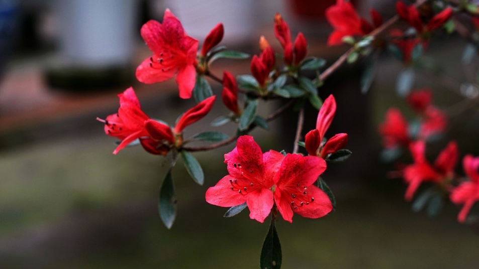 杜鹃花开，漫山红遍（12首有关杜鹃花的诗词）