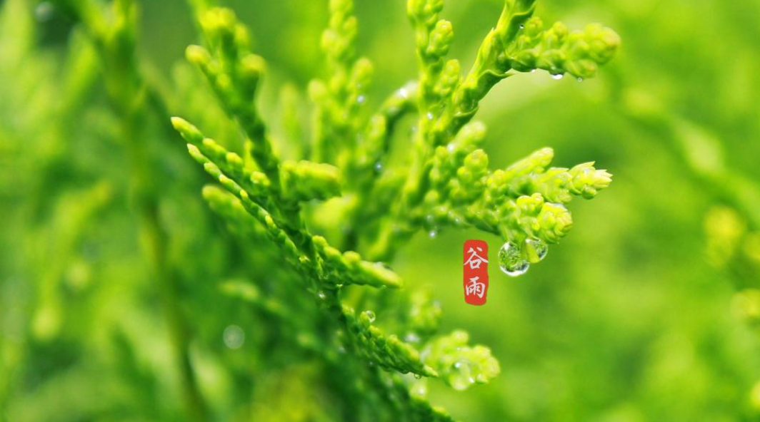 雨落生百谷，万物皆可期（有关谷雨的唯美诗词）