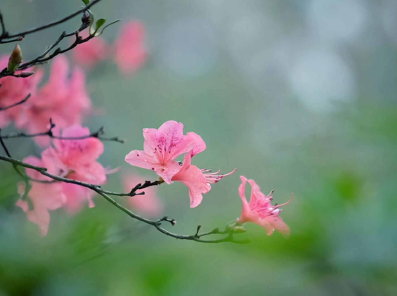 落花飘零，惜春时节（十首有关惜春的诗词）