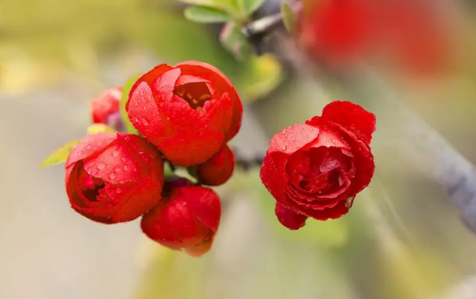 春意盎然，海棠花开（有关海棠花的诗词）