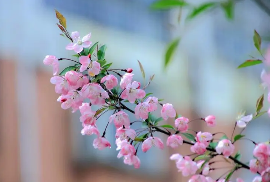 春意盎然，海棠花开（有关海棠花的诗词）