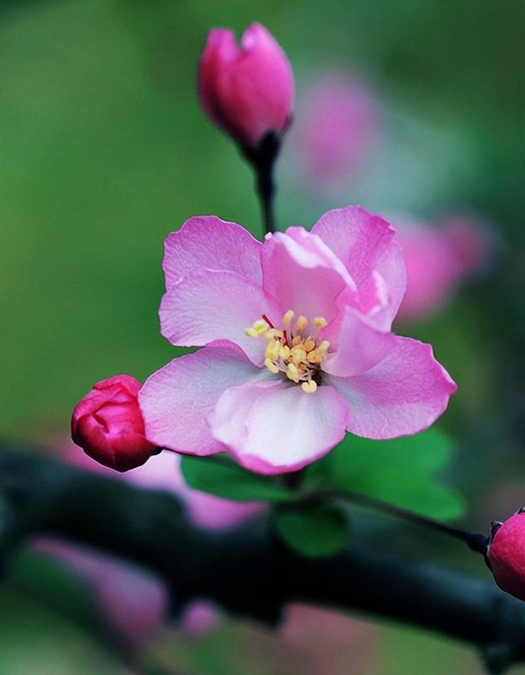 春意盎然，海棠花开（有关海棠花的诗词）