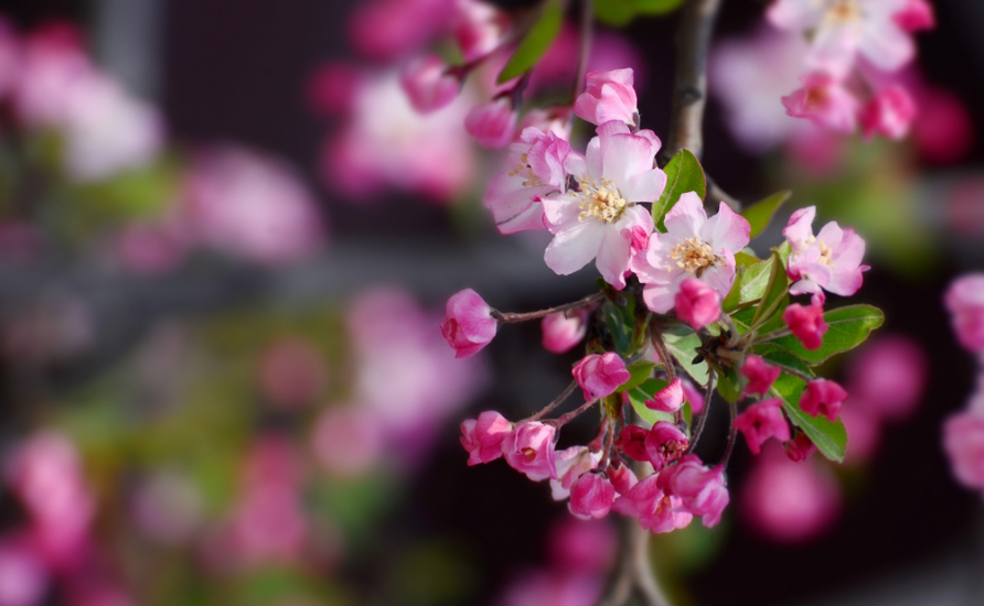 春意盎然，海棠花开（有关海棠花的诗词）