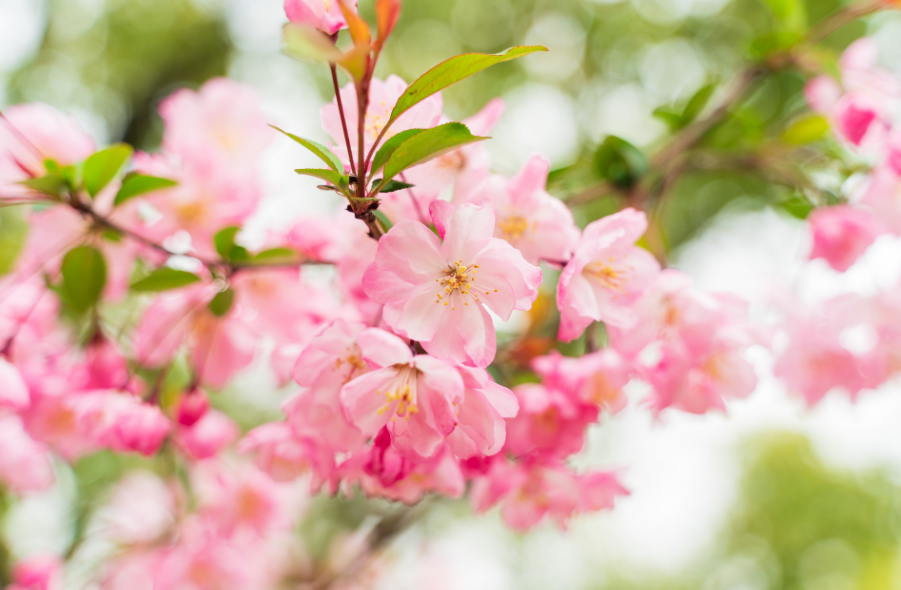 春意盎然，海棠花开（有关海棠花的诗词）