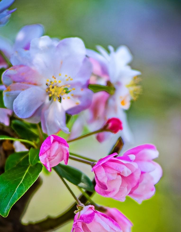 春意盎然，海棠花开（有关海棠花的诗词）