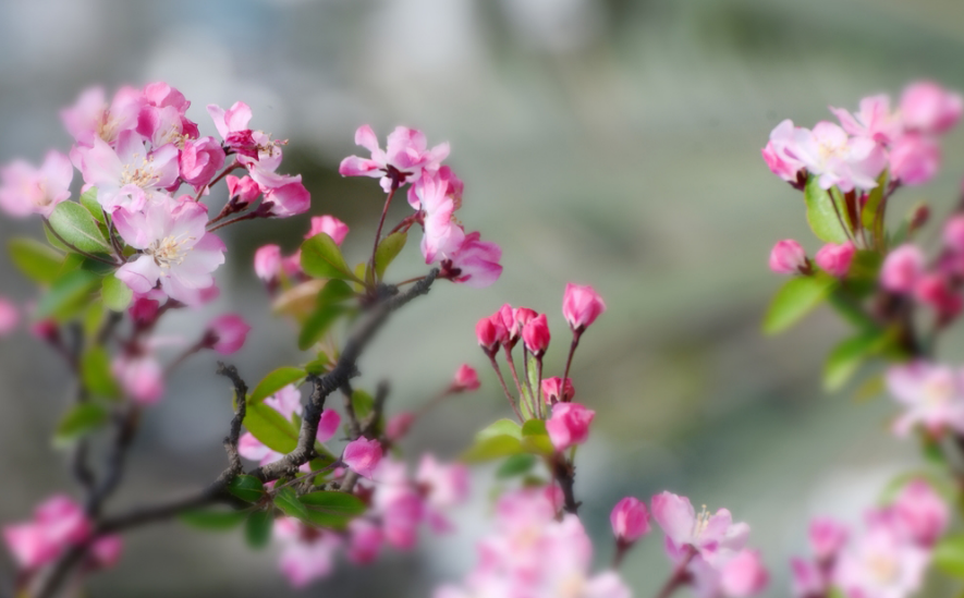 春意盎然，海棠花开（有关海棠花的诗词）