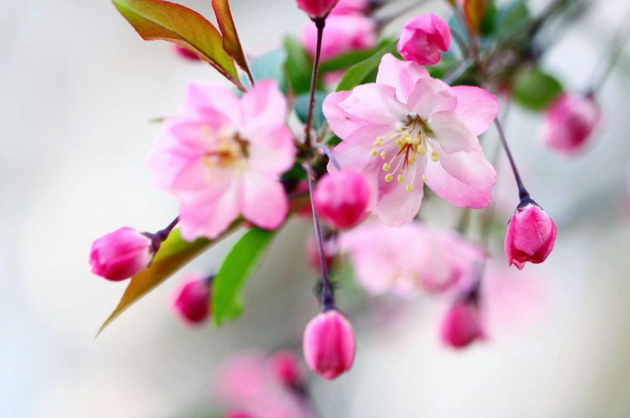 春意盎然，海棠花开（有关海棠花的诗词）