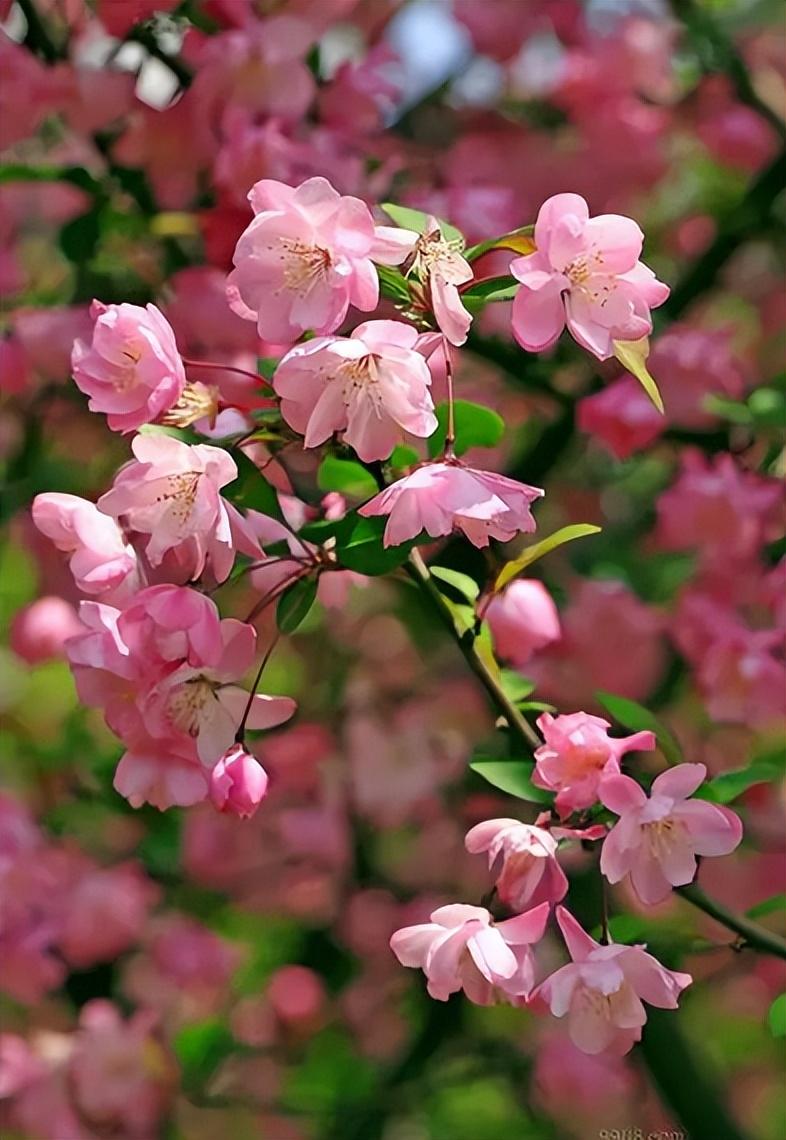 春意盎然，海棠花开（有关海棠花的诗词）