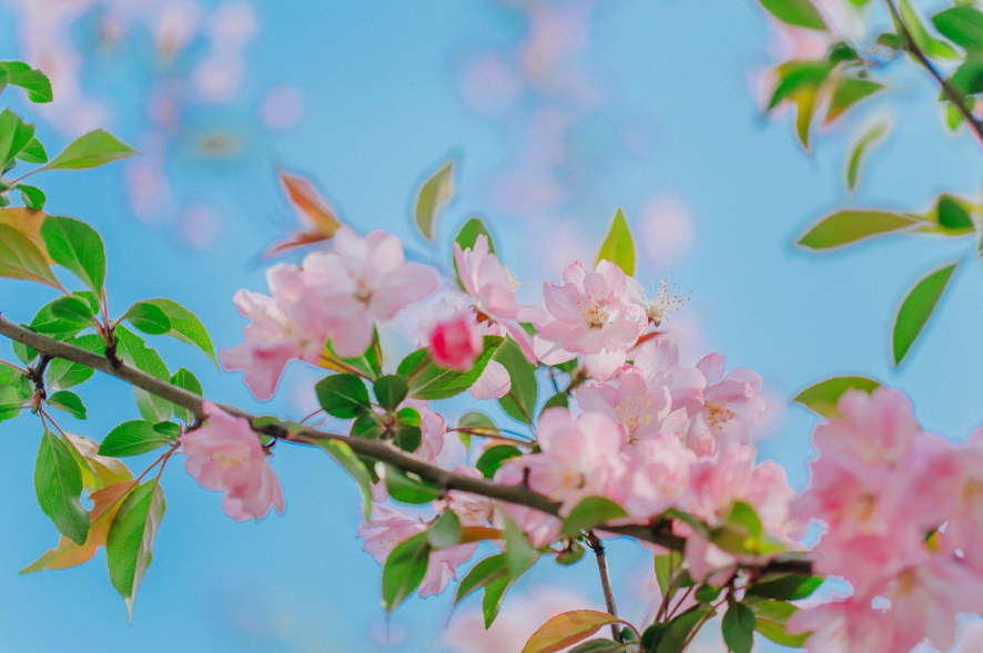 春意盎然，海棠花开（有关海棠花的诗词）