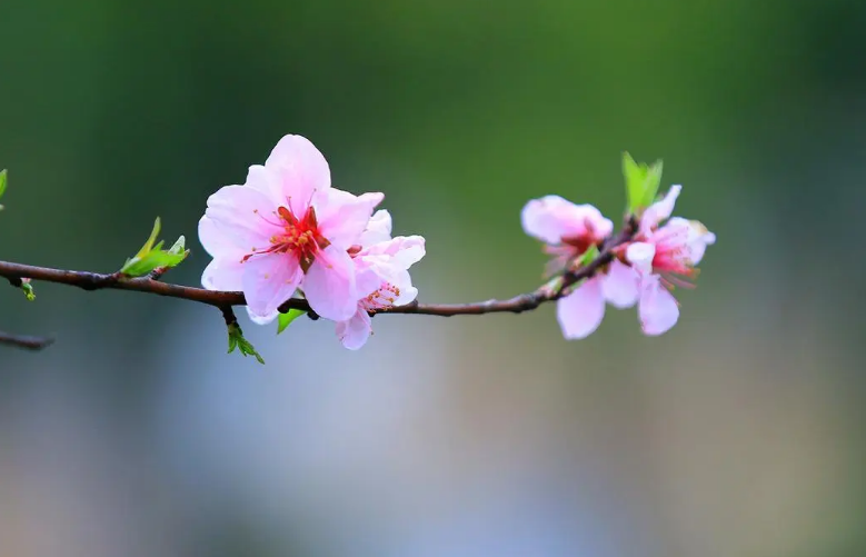 桃花经典的古诗大全（有关桃花的唯美诗词）