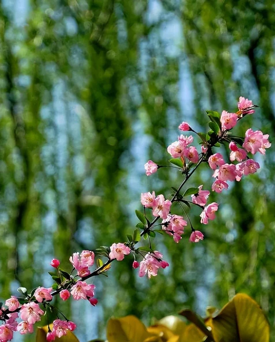 看花经典古诗有哪些（有关看花的唯美诗词）