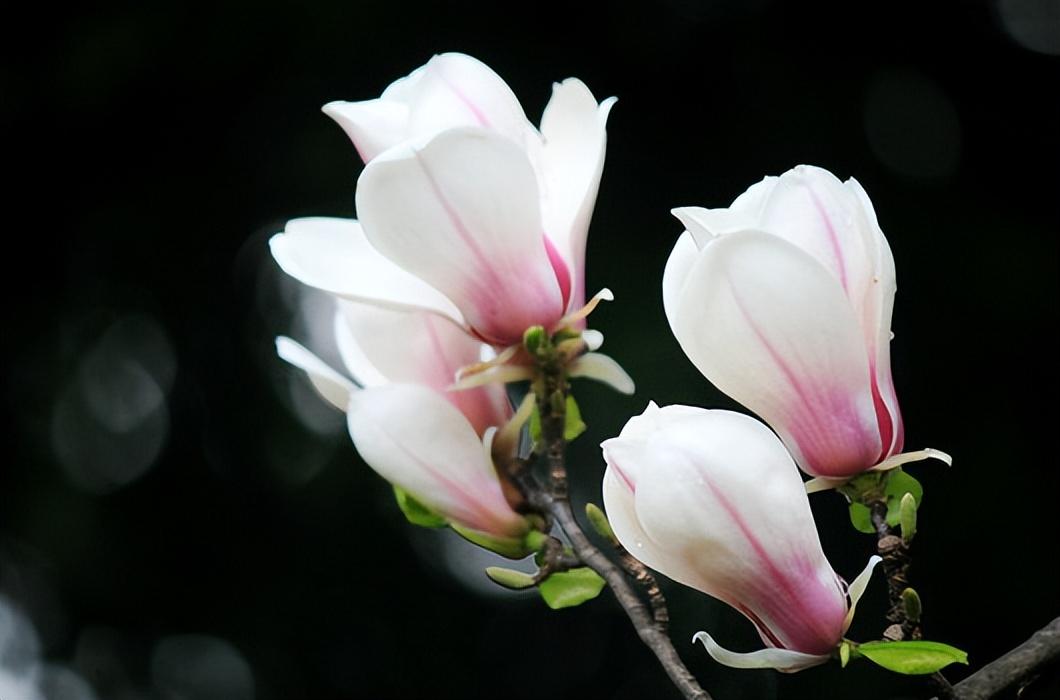 有关玉兰花的经典诗词（清新芬芳，引人注目）