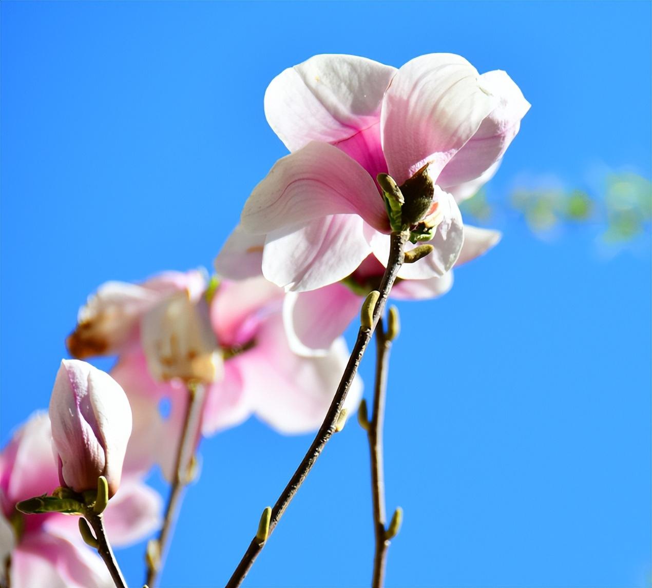 有关玉兰花的经典诗词（清新芬芳，引人注目）