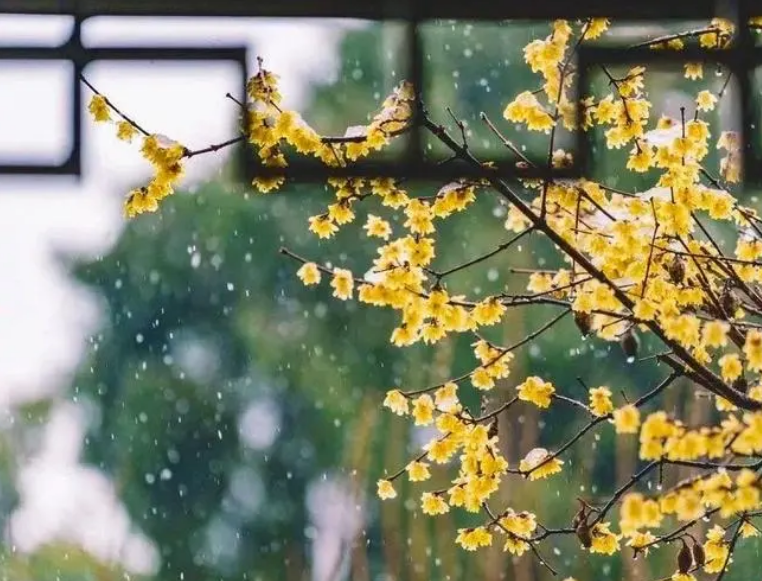 二月犹逢雪，春寒一倍加（有关春寒的诗词）