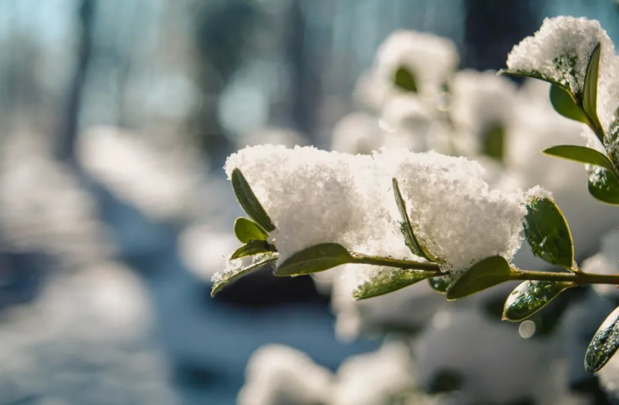 二月犹逢雪，春寒一倍加（有关春寒的诗词）