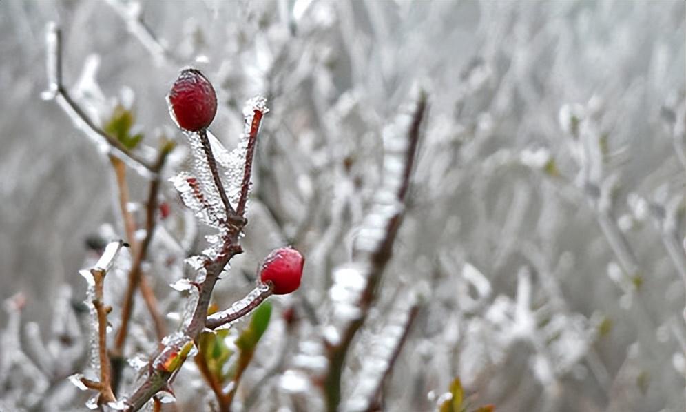 二月犹逢雪，春寒一倍加（有关春寒的诗词）