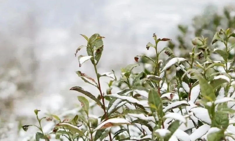 二月犹逢雪，春寒一倍加（有关春寒的诗词）