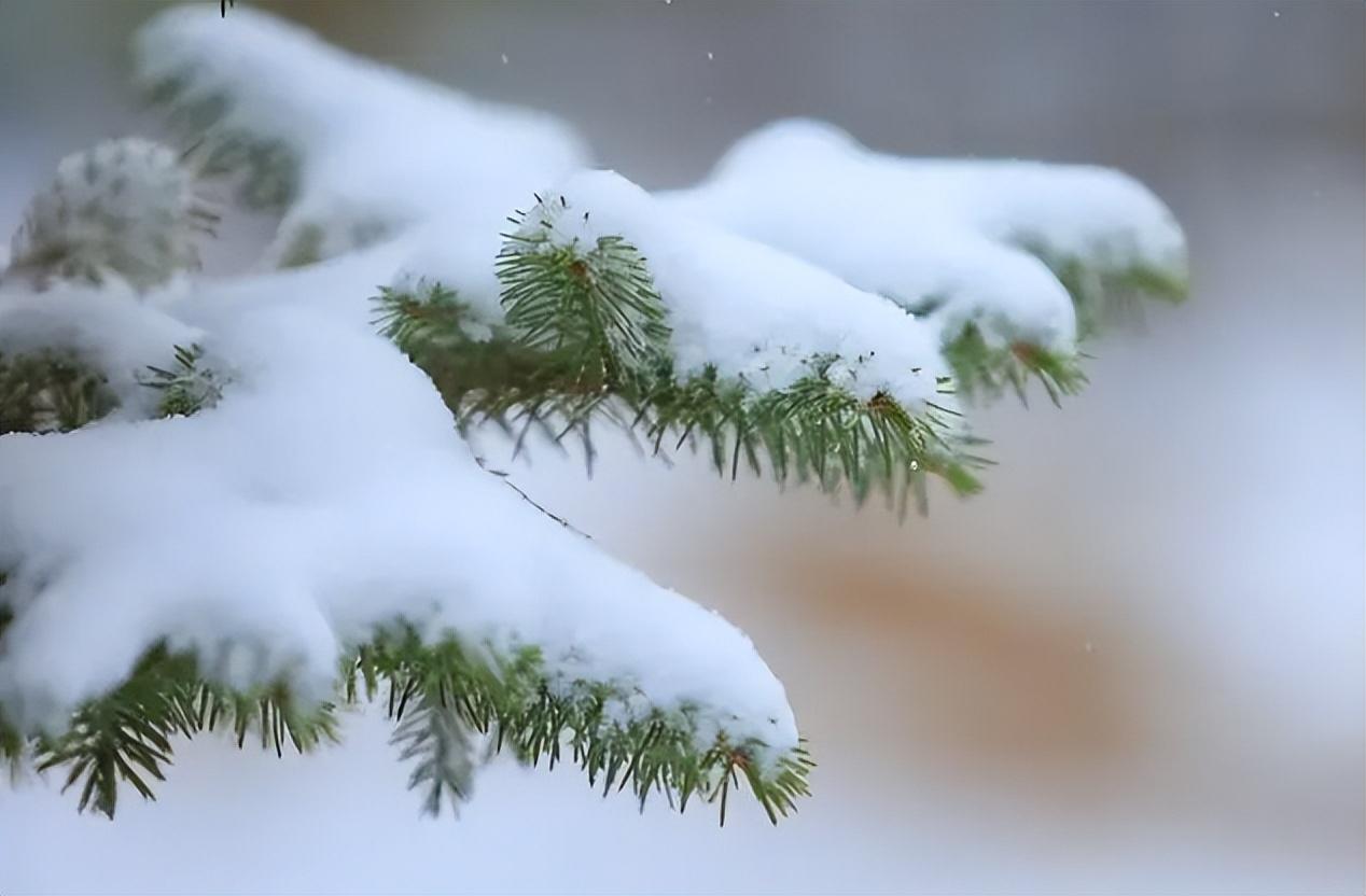 二月犹逢雪，春寒一倍加（有关春寒的诗词）