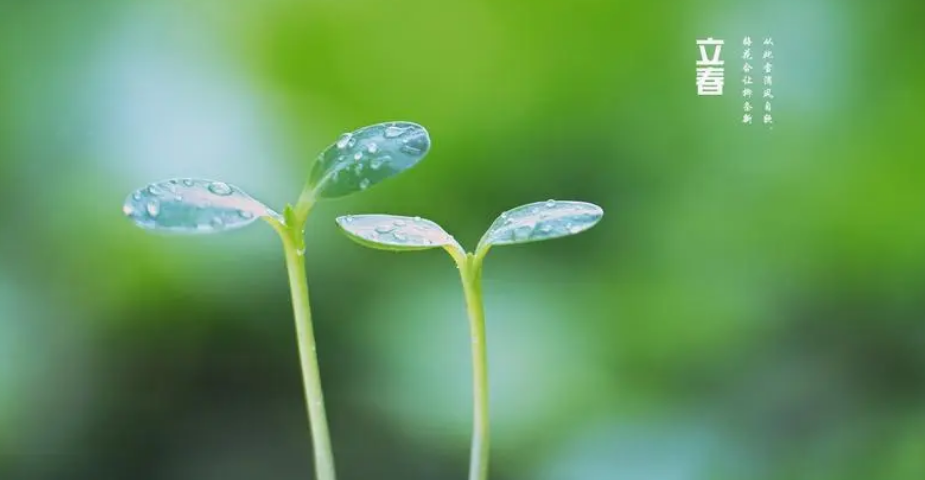 春来东风至，来年景更盛（有关立春唯美诗词赏析）