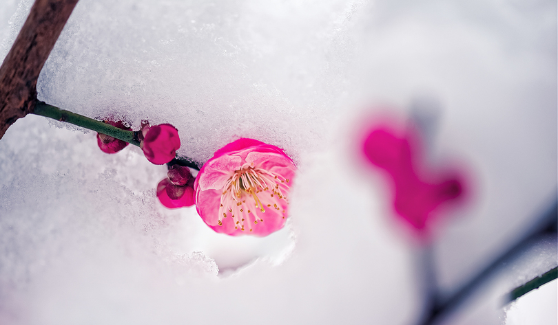 梅是雪的画，雪是梅的诗（有关雪梅的唯美诗词）