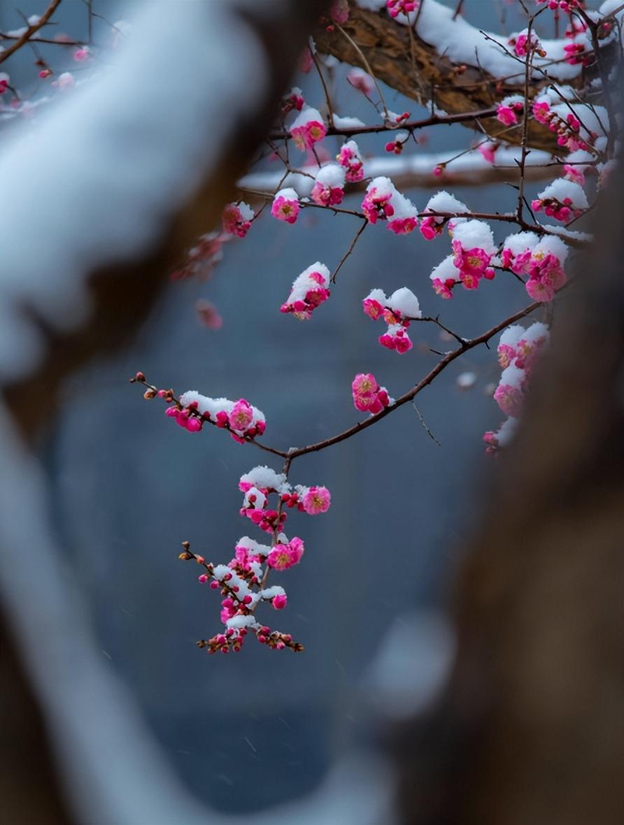 梅是雪的画，雪是梅的诗（有关雪梅的唯美诗词）