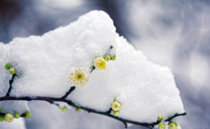 梅是雪的画，雪是梅的诗（有关雪梅的唯美诗词）