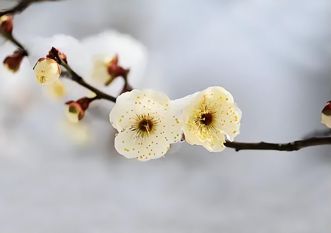 梅是雪的画，雪是梅的诗（有关雪梅的唯美诗词）