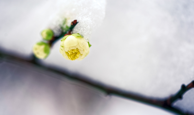 梅是雪的画，雪是梅的诗（有关雪梅的唯美诗词）