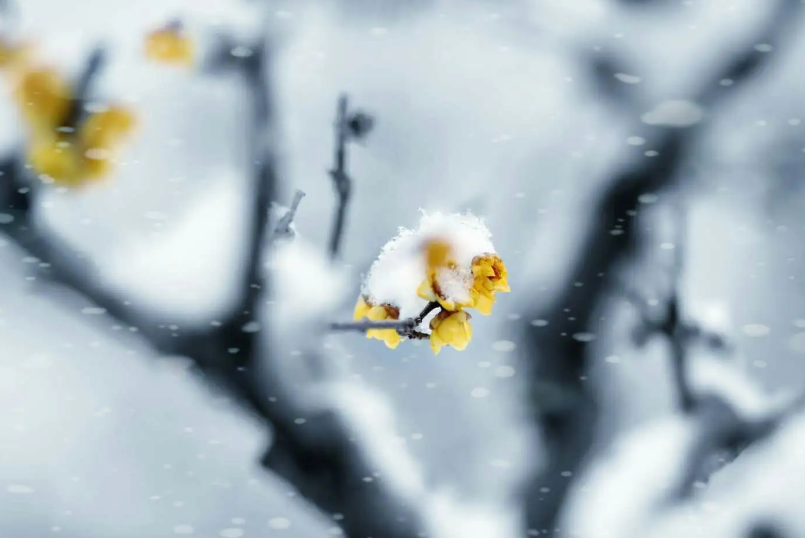 梅是雪的画，雪是梅的诗（有关雪梅的唯美诗词）