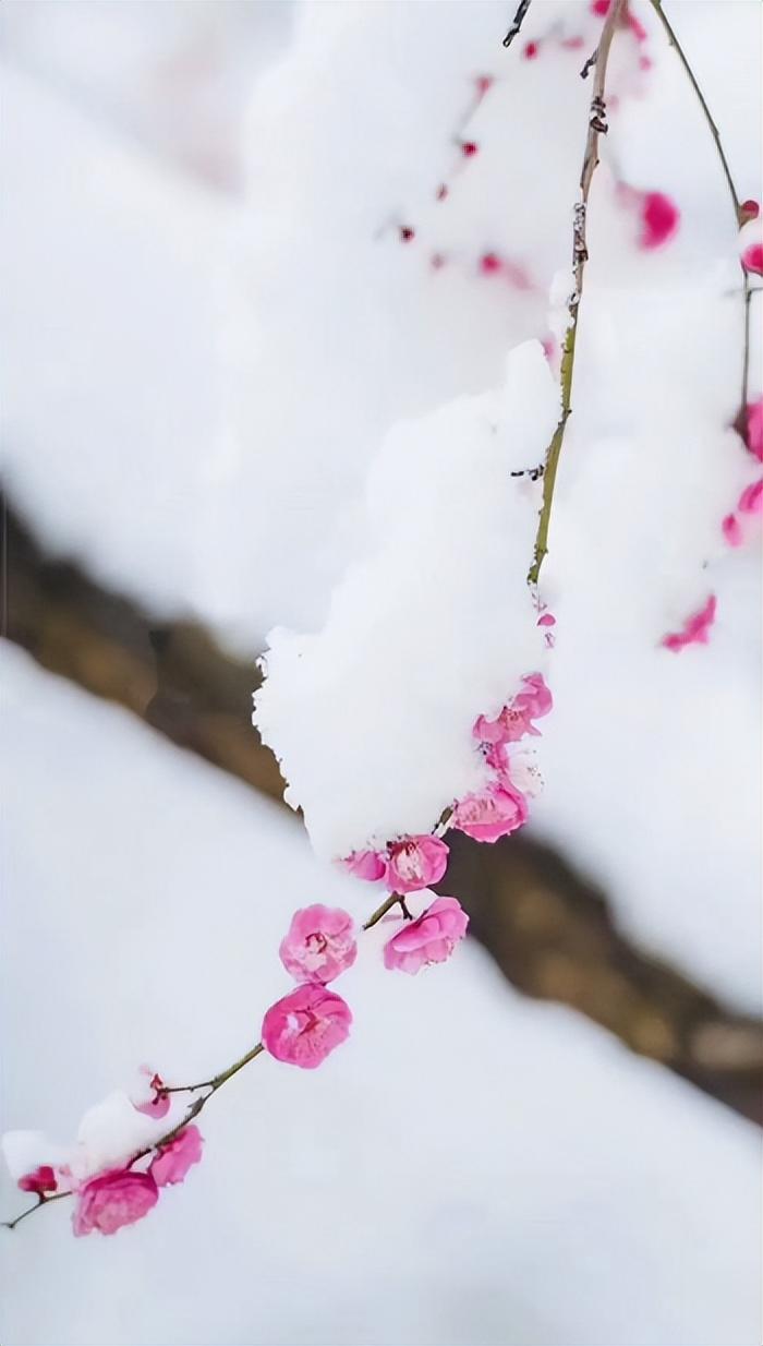 梅是雪的画，雪是梅的诗（有关雪梅的唯美诗词）