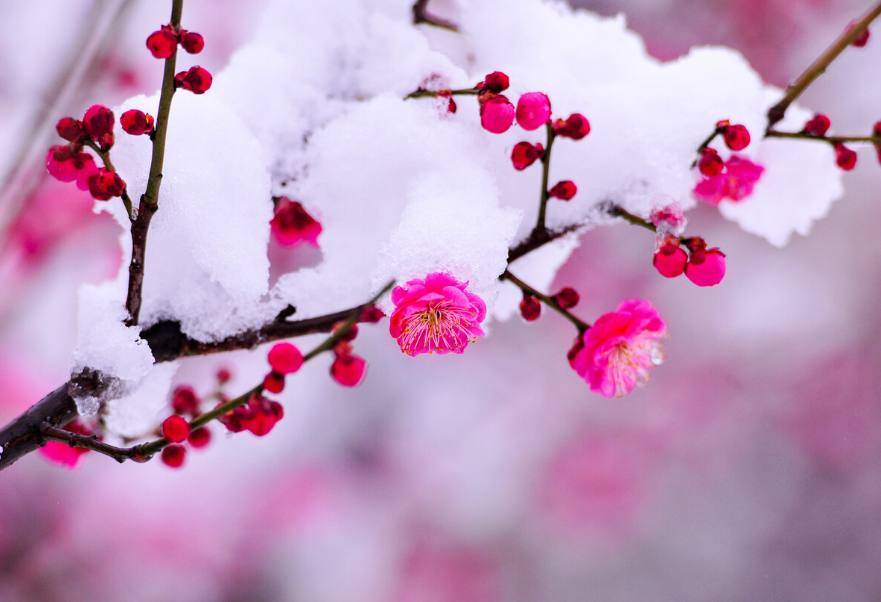 梅是雪的画，雪是梅的诗（有关雪梅的唯美诗词）